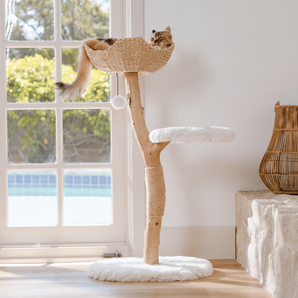 Noma Capilya