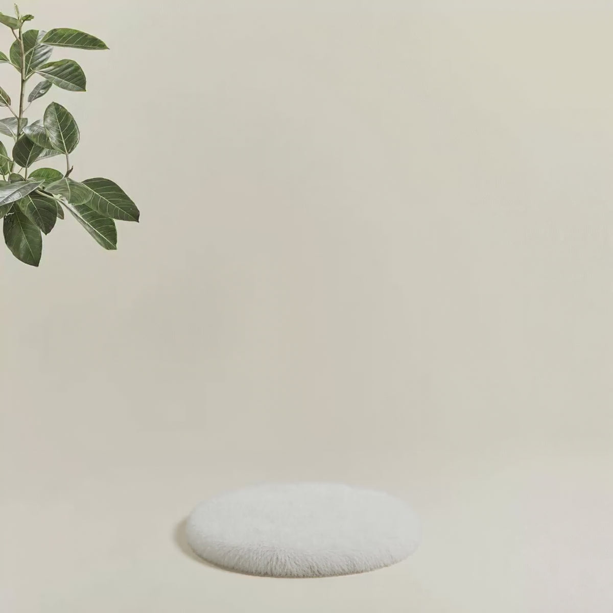 Noma